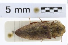 Foto (Dorsalansicht) von Agrypnus setulosus (NHMW-ZOO-COL-0008123)